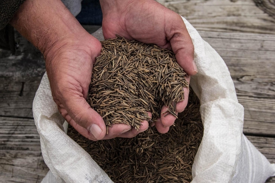 Leonard Thompson dips his hands into a bag of wild rice, which is strongly tied to the life of the White Earth Nation, going back to an Ojibwe prophecy that told them to go “where the food grows upon the waters.” © Jolene Yazzie for Al Jazeera America
